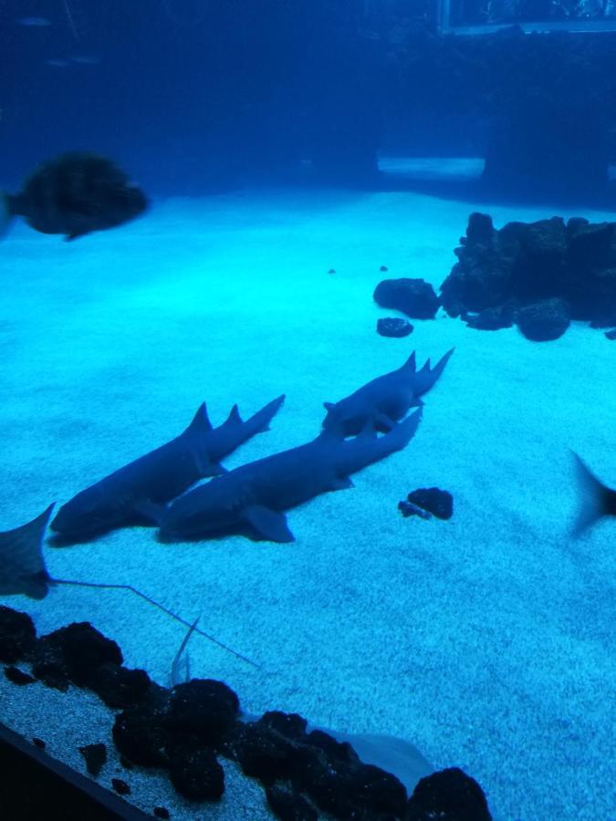 Las Canteras Aquarium Las Palmas Buitenkant foto